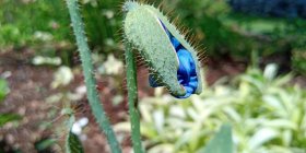 Meconopsis betonicifolia Tõnnikeselehine ebamagun
